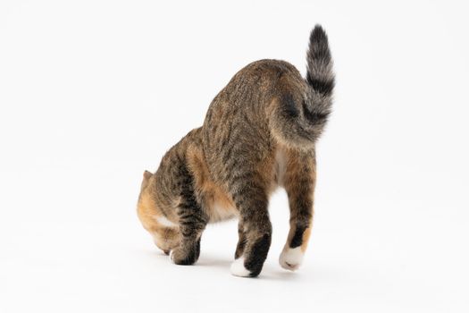 During the search, the cat caught a smell that interested him very much and stopped to examine it thoroughly.