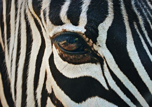 Close up on the beautiful big colorful eye of a zebra