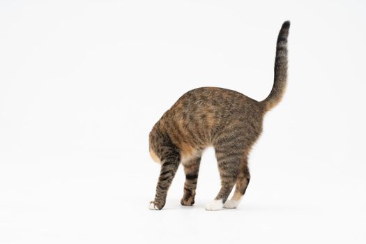 During the search, the cat caught a smell that interested him very much and stopped to examine it thoroughly.
