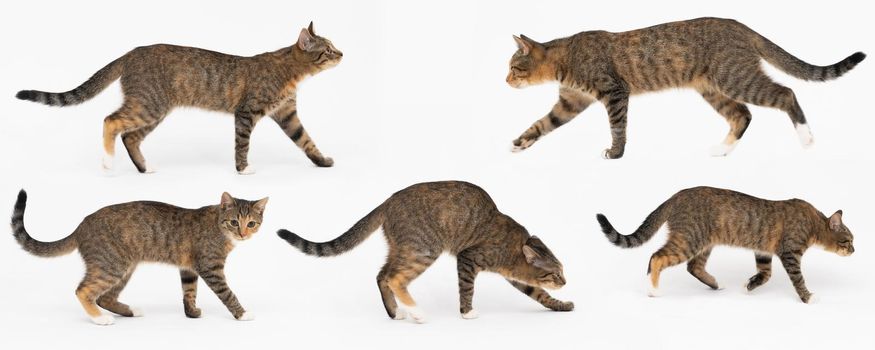 Collection of many different cat behaviors placed on white background. She-cat is a crossbreed of many breeds widespread in Europe. Long tail and erect ears with brown and black color. Panoramic view.