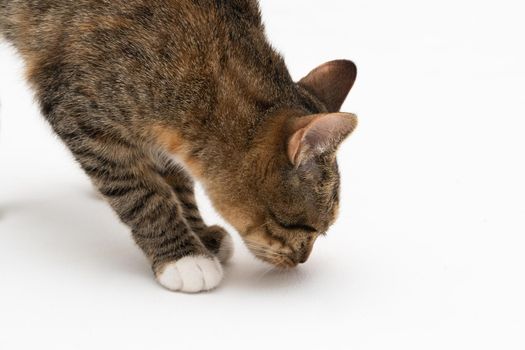 During the search, the cat caught a smell that interested him very much and stopped to examine it thoroughly.