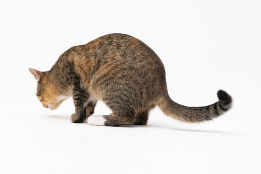 During the search, the cat caught a smell that interested him very much and stopped to examine it thoroughly.