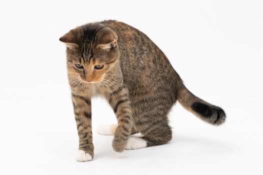 she-cat noticed something at the bottom that interested her very much and she slowly walks up with her eyes wide open. Ready to see what's going on. Cat's ears sticking out.