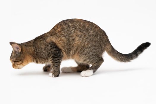 During the search, the cat caught a smell that interested him very much and stopped to examine it thoroughly.