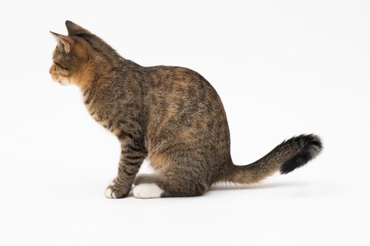 The cat sits on a white background, sideways facing the camera and looks straight ahead. The cat has protruding ears and a brown-black color.
