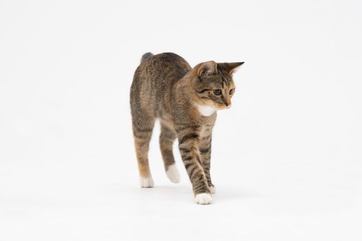 A cat of the European breed, that is multiracial with black-brown color. Cat freely walks isolated on a white background.