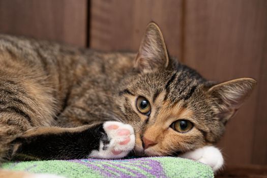 She-cat keeps her eyes open and is lying in place. She is very calm and only observes the surroundings. The short hair is dark brown with black stripes.