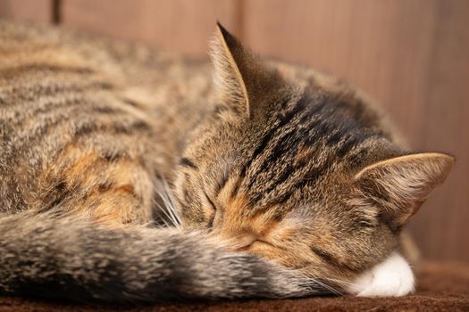 The multiracial cat sleeps soundly on its favorite blanket. The domestic pet rests in its place.