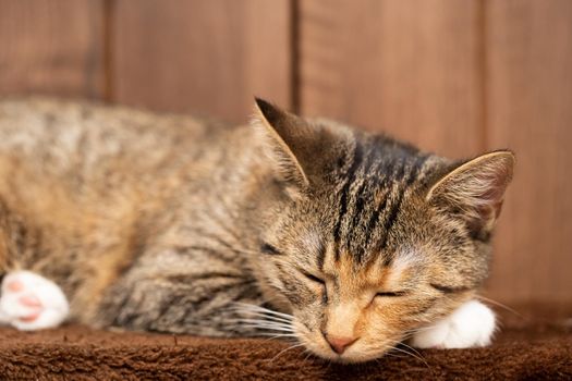 The multiracial cat sleeps soundly on its favorite blanket. The domestic pet rests in its place.