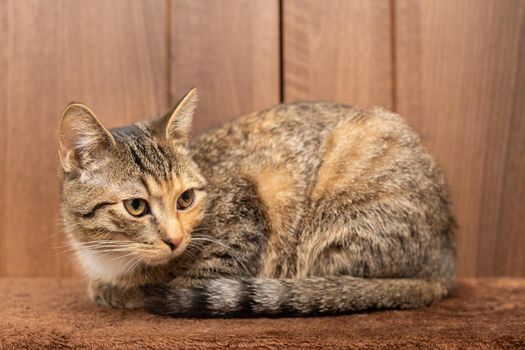 After sleeping, the Little Kitten looks around the room. Gently closed eyes.