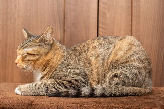The multiracial cat sleeps soundly on its favorite blanket. The domestic pet rests in its place.