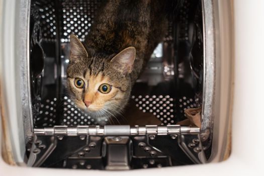 The cat has eyes wide open and is looking up from inside the washing machine. The short hair is dark brown with black stripes.