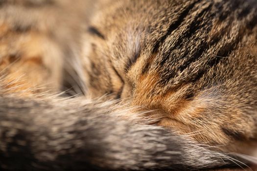 Front view of the female cat. The head of the cat is very close-up and you can see her closed eyes. Short hair with black stripes.
