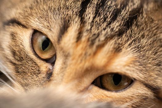 Front view of the female cat. The head of a female cat is very big close-up. Short hair with black stripes.