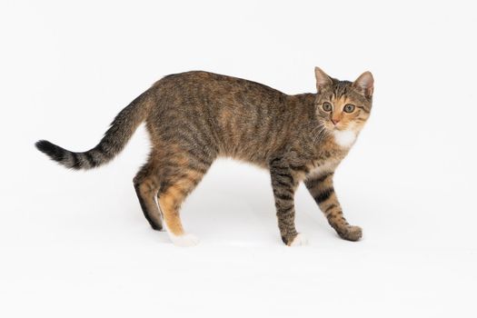 A cat of the European breed, that is multiracial with black-brown color. Cat freely walks isolated on a white background.