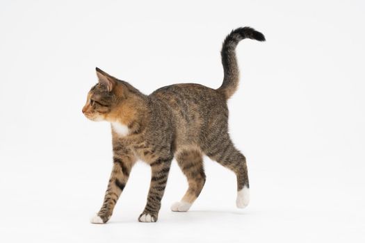 A cat of the European breed, that is multiracial with black-brown color. Cat freely walks isolated on a white background.
