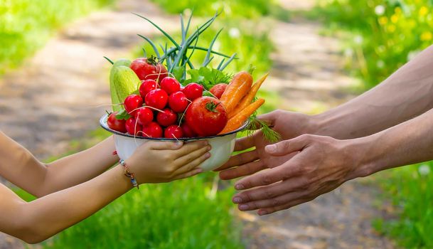 A man and his child in the garden with vegetables in their hands. Selective focus. nature.