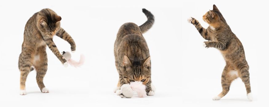 Collection of many different cat behaviors placed on white background. She-cat is a crossbreed of many breeds widespread in Europe. Long tail and erect ears with brown and black color. Panoramic view.