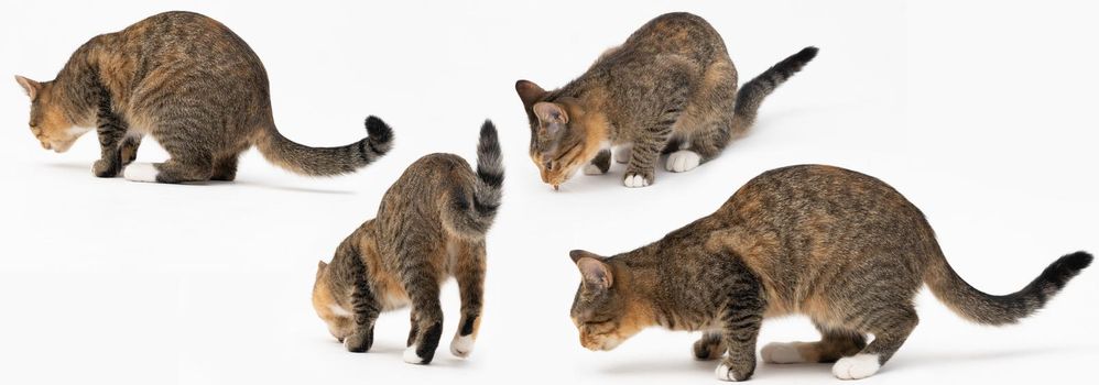 Collection of many different cat behaviors placed on white background. She-cat is a crossbreed of many breeds widespread in Europe. Long tail and erect ears with brown and black color. Panoramic view.