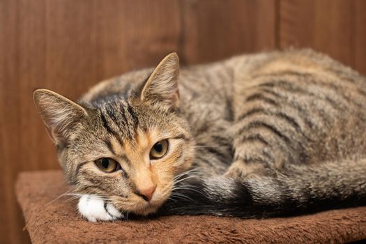 After sleeping, the Little Kitten looks around the room. Gently closed eyes.