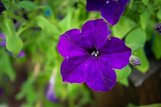 Purple petunia flower close-up and green background, summer day