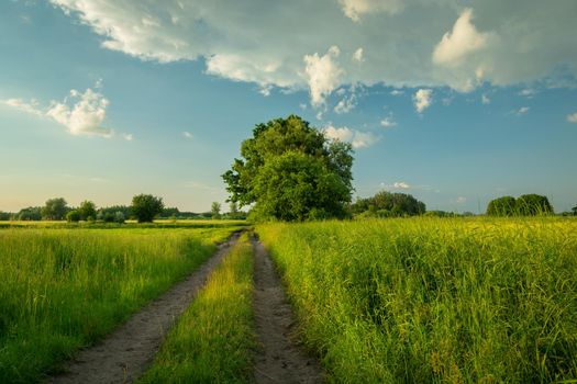 Dirt road through green meadows and clear sky, spring day