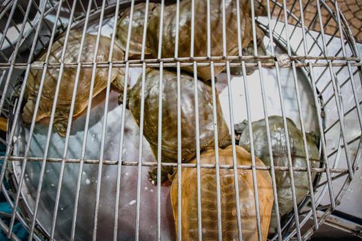 Top view of Softshell Turtles in cages sold at Dong Xuan Market in Old Quarters Hanoi, Vietnam