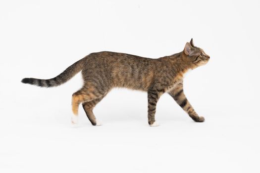 A cat of the European breed, that is multiracial with black-brown color. Cat freely walks isolated on a white background.