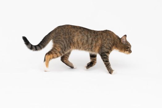 A cat of the European breed, that is multiracial with black-brown color. Cat freely walks isolated on a white background.