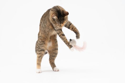 she-cat stands on two legs to reach higher. Each game for a cat is a new hunting and training before actually attacking its prey.