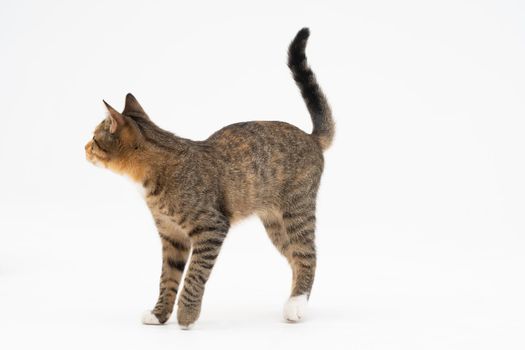 A cat of the European breed, that is multiracial with black-brown color. Cat freely walks isolated on a white background.
