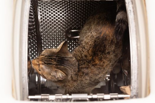 Inside the washing machine, a multiracial cat walks on a perforated drum and checks out new smells for it. Short hair with black stripes.