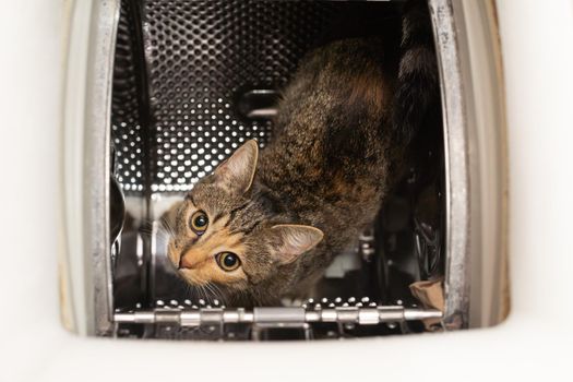 The cat has eyes wide open and is looking up from inside the washing machine. The short hair is dark brown with black stripes.