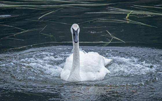 Wild Alaskan Trumpeter Swan churns the water with powerful legs
