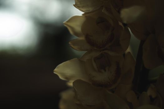 BANNER Real Abstract nature photo background. Macro close copy space Orchid inflorescence petal flower bloom plant. Autumn late evening night sad depression sorrow melancholy. Dark shade tone effect.