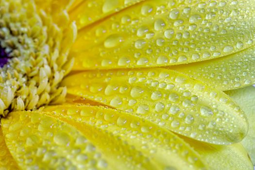 A close view of a beautiful yellow flower with water drops.