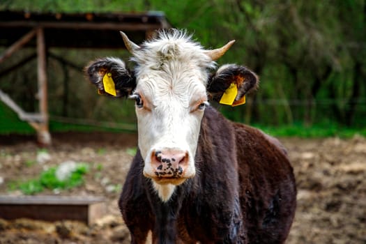 Close up portrait of cow in a farm background. Soft focus