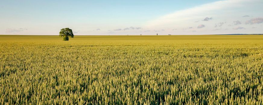 Alone tree in the yellow harvest field. Day view. Panoramic view