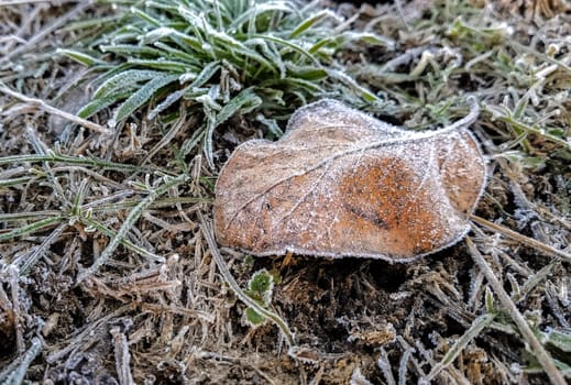 Frozen leave on the grass in winter garden 