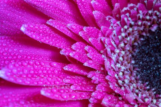 A close view of a beautiful red gerbera flower with dew. Nature background