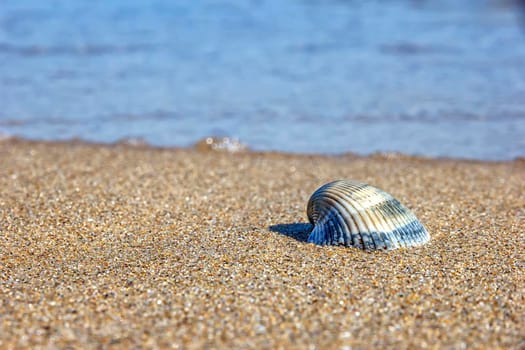 Seashell on the beach, Idyllic nature view on the beach over seascape background. 