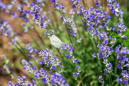 Beautiful white butterfly sitting on lavender flower, feeling nature. Horizontal view