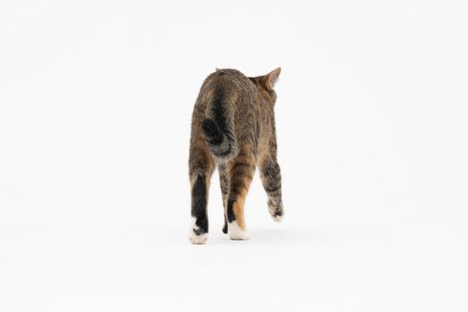 A cat of the European breed, that is multiracial with black-brown color. Cat freely walks isolated on a white background.