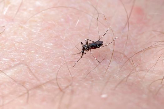 Asian Tiger Mosquito sucking blood on human skin (albopictus). Close