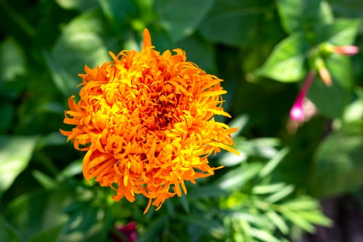 Top view at the orange flower with sunlight in the green field.  Blurred background