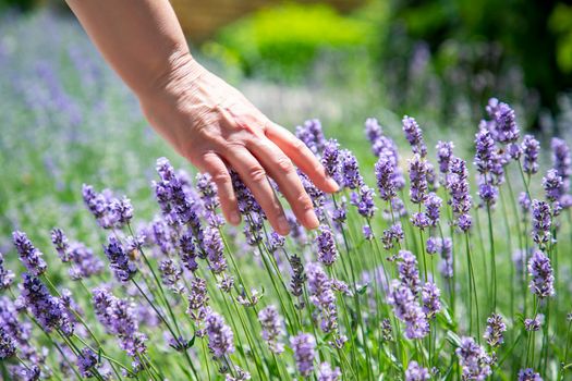 woman's hand touching lavender, feeling nature. Horizontal view