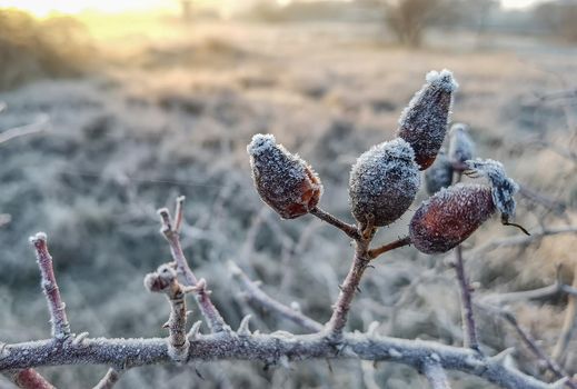 Close up of frozen rose hips on the field in winter. Blurred background
