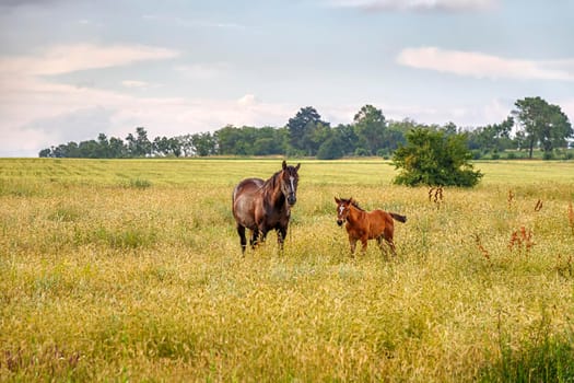 Horse mare and her beautiful foal on a field