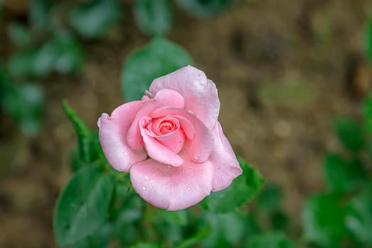 Top view of delicate pink rose on blurred background with copy space