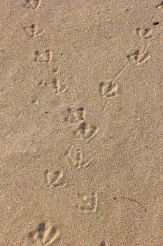 Sand texture with bird traces. Summer abstract background.Vertical view